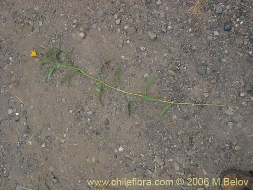 Image of Alstroemeria aurea (Alstromeria dorada / Amancay / Liuto / Rayen-cachu). Click to enlarge parts of image.